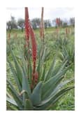 Aloe etnea pianta eta 5 anni